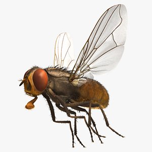 House Fly