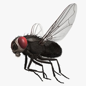 Black House Fly