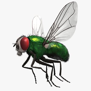 Common Green Bottle Fly