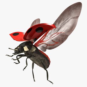 Seven-spotted Ladybug