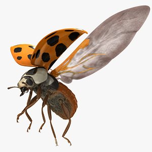 Asian Orange Ladybug