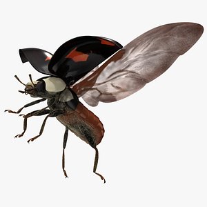 Asian Black Ladybug