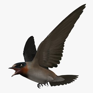 American Cliff Swallow