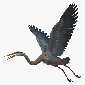 Great Blue Heron