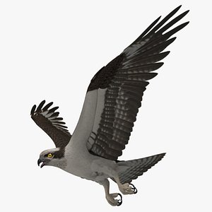Osprey