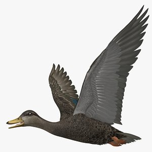 American Black Duck