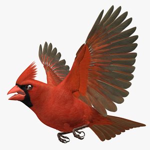 Northern Cardinal Male