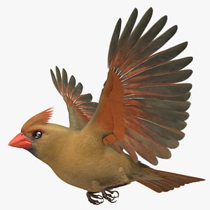 Northern Cardinal Female