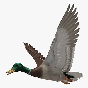 Mallard Duck