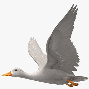 White Domestic Duck