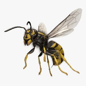 Common Wasp