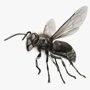 Bald-faced Hornet