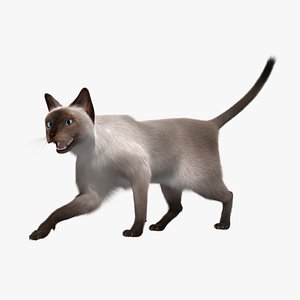 Siamese Cat