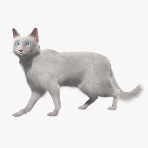 Turkish Angora White Cat