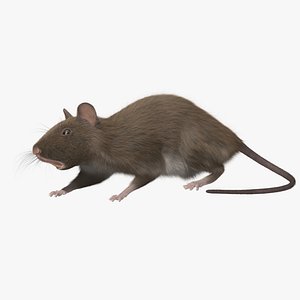 Brown Rat