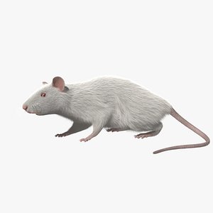 White Rat