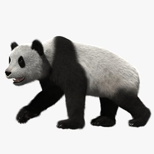 Giant Panda