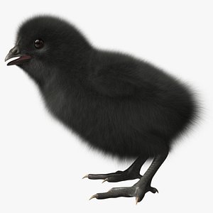 Black Chick (2)
