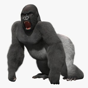 Gorilla