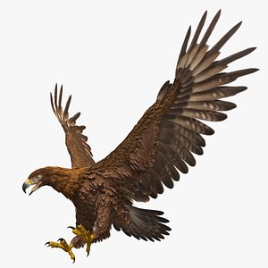 Golden Eagle