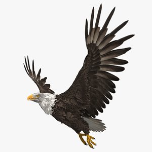 Bald Eagle
