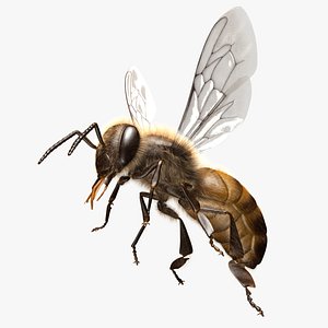 Honey Bee