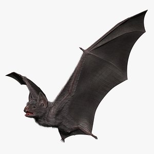 Vampire Bat