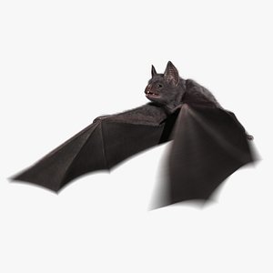 Vampire Bat (Animated)
