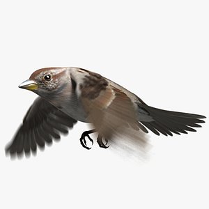 American Tree Sparrow Animated