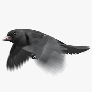 Dark-eyed Junco (Animated)