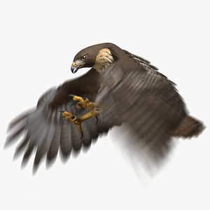 Red-tailed Hawk (Animated)