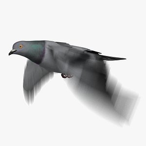Rock Pigeon (Animated)