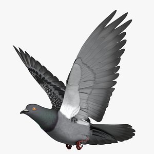 Dark Rock Pigeon