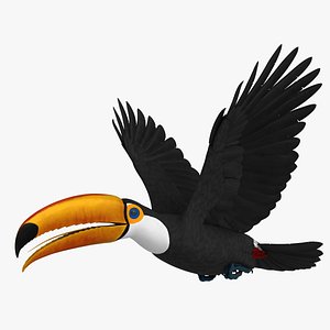Toco Toucan