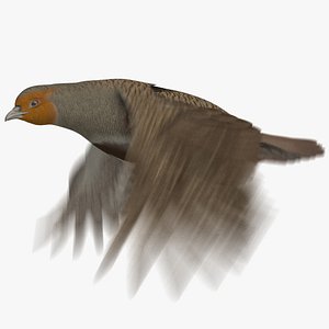 Grey Partridge (Animated)