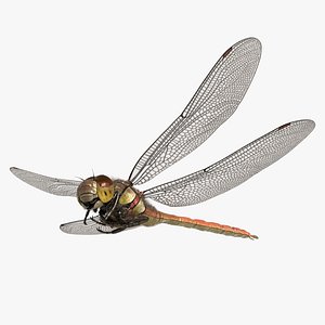 Dragonfly Common Darter