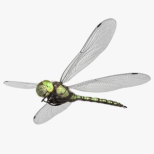 Dragonfly Southern Hawker