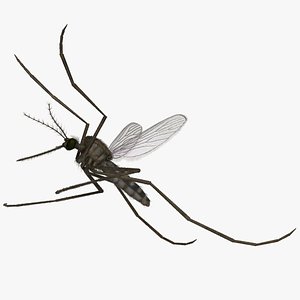 Mosquito Common House