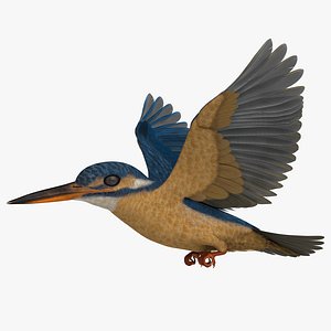 Common Kingfisher