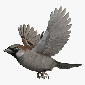 House Sparrow Rigged