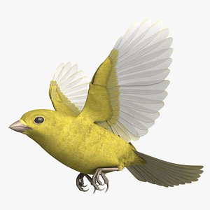 Domestic Canary Rigged