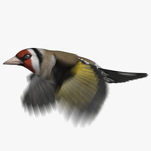 European Goldfinch (Animated)