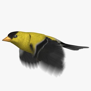 American Goldfinch (Animated) (2)