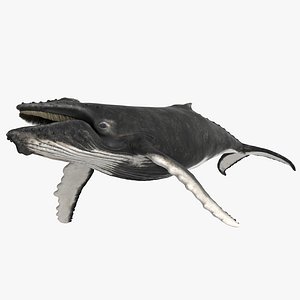 Humpback Whale Rigged