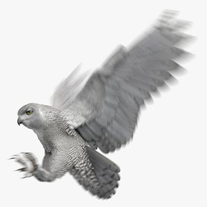 Snowy Owl Animated