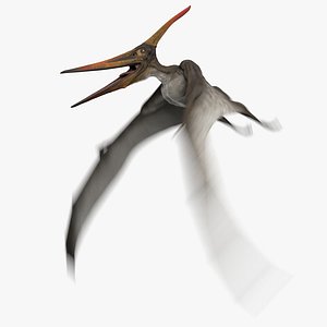 Pteranodon Longiceps Gray Animated