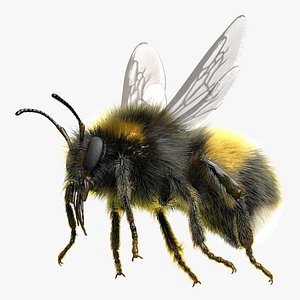 Bumblebee White-tailed Rigged