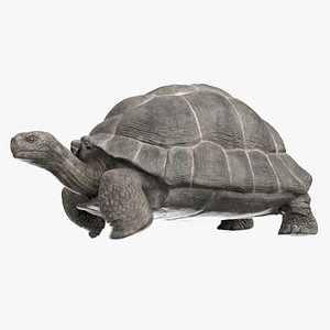 Giant Tortoise Animated