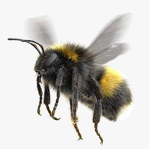 Bumblebee White-tailed Animated