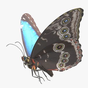 Blue Morpho Butterfly Rigged